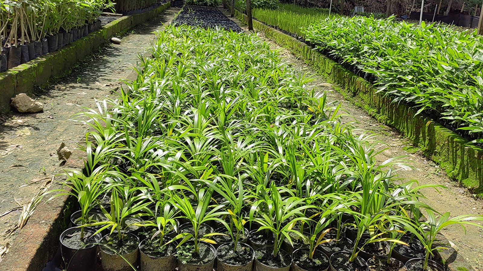 Material Vegetal en Vivero